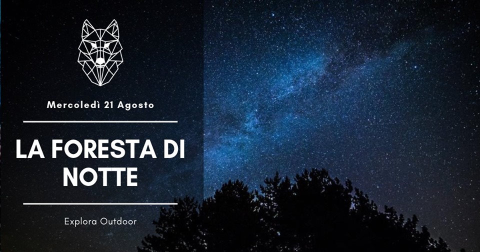 La foresta di notte