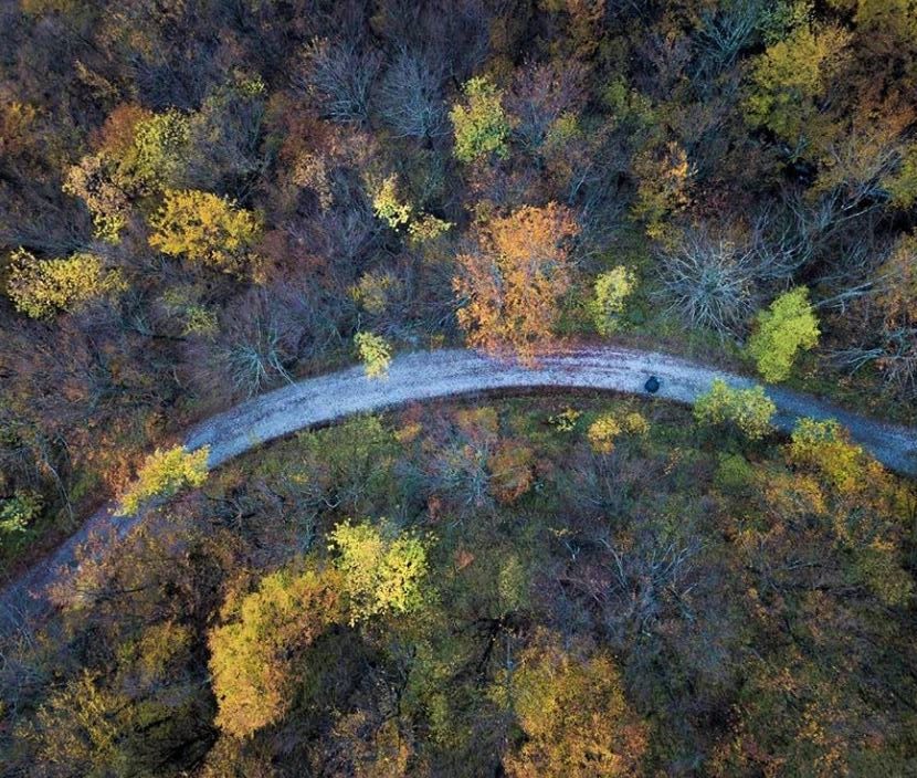 La Foresta del Teso: Una Tavolozza Autunnale