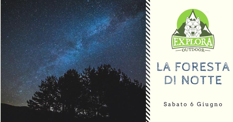 La foresta di notte