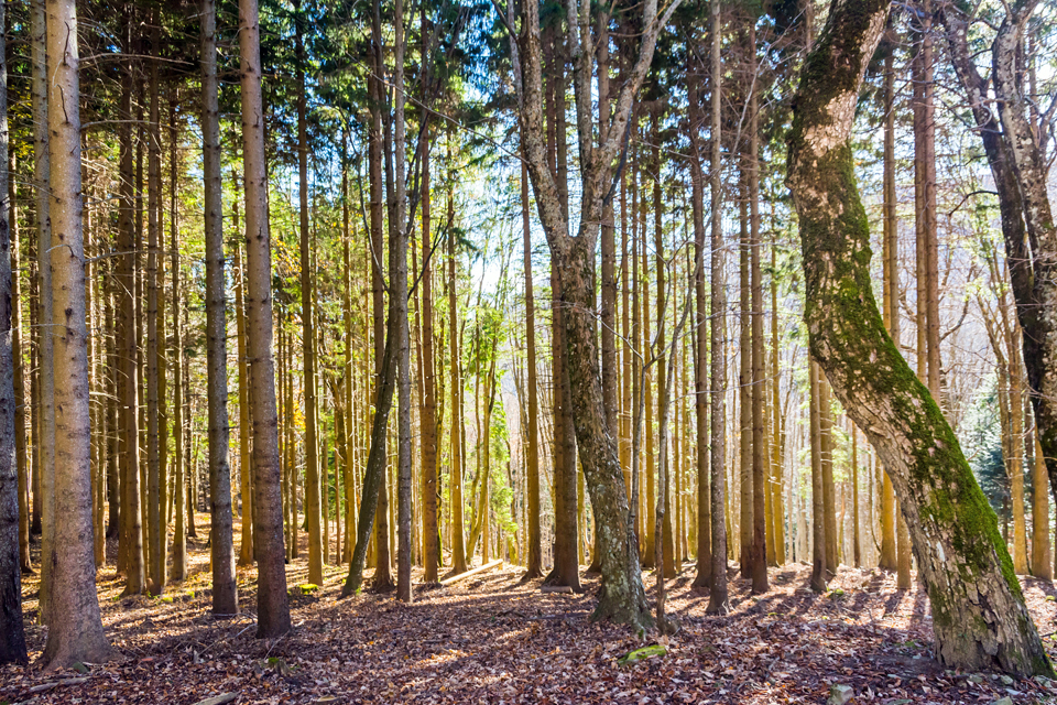 La foresta appenninica e le sue faggiate