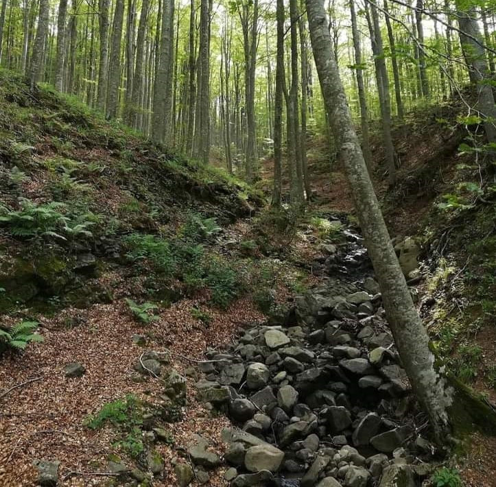 Appenino. Arte in natura all’ombra dei Faggi secolari.