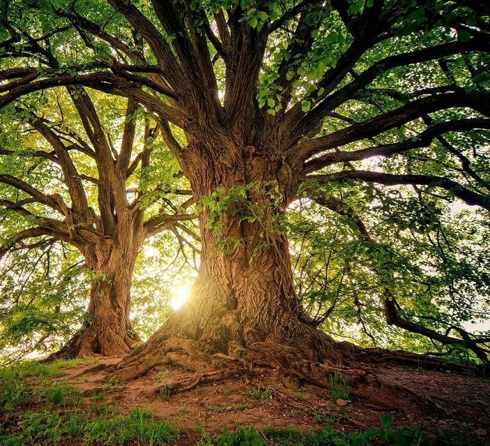 Meditare con gli alberi