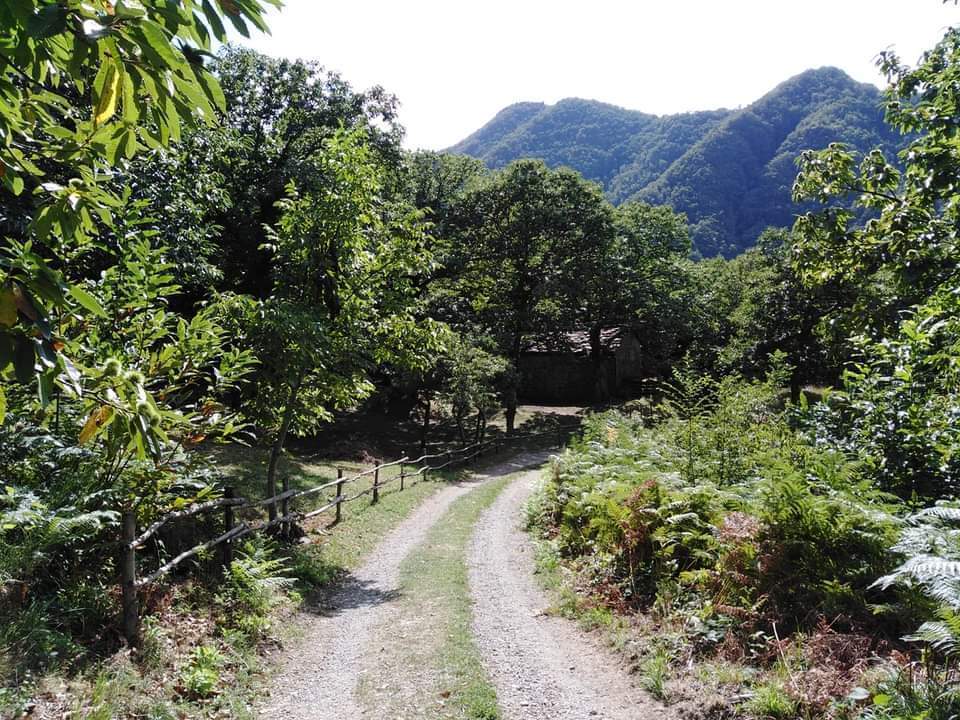 Passeggiata Socializzante a Sei Zampe al Mulino della Squaglia e Santuario del Faggio