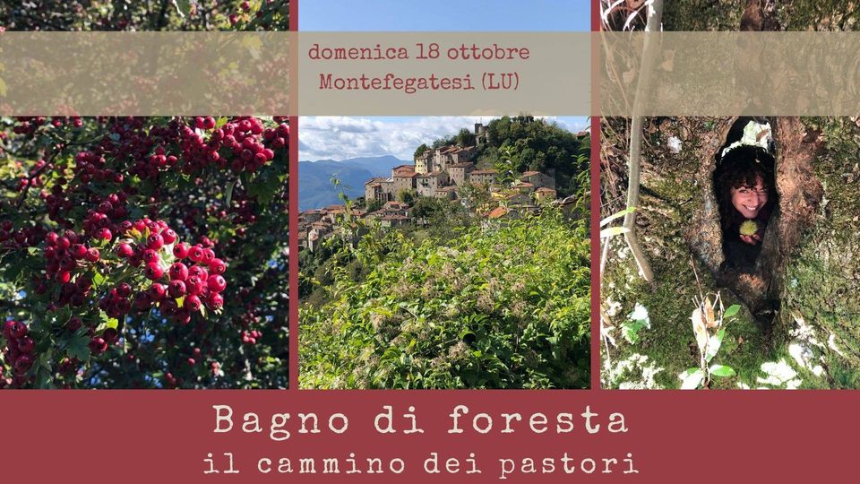 Bagno di foresta – Il cammino dei pastori