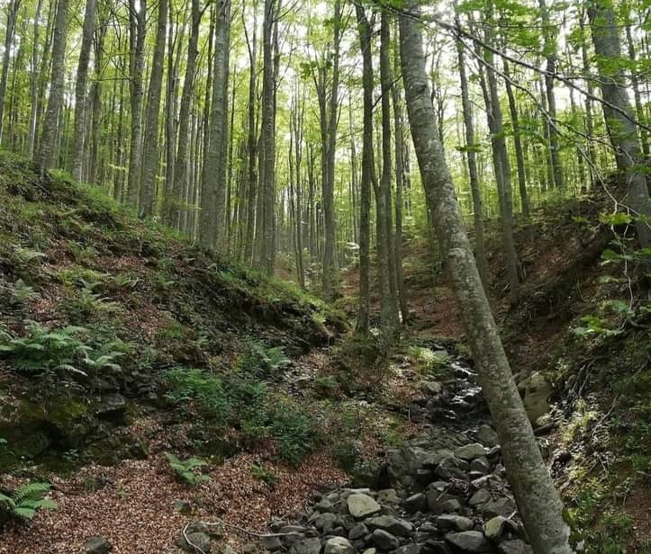 Appenino. Arte in natura all’ombra dei Faggi secolari.